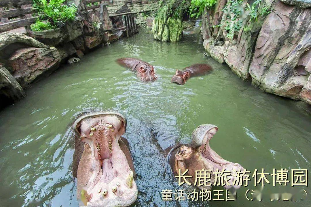 河马公主vs直播视频，当童话照进现实，我看到了流量的暴力美学